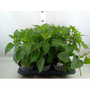 Salvia   ...