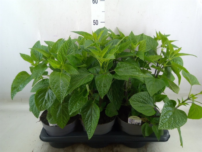 <h4>Salvia   ...</h4>