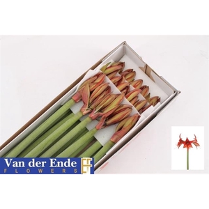 Hipp Autumn Valley X15 Ende