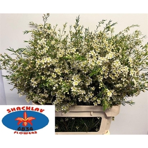 CHAME UN MAJEST WHIT