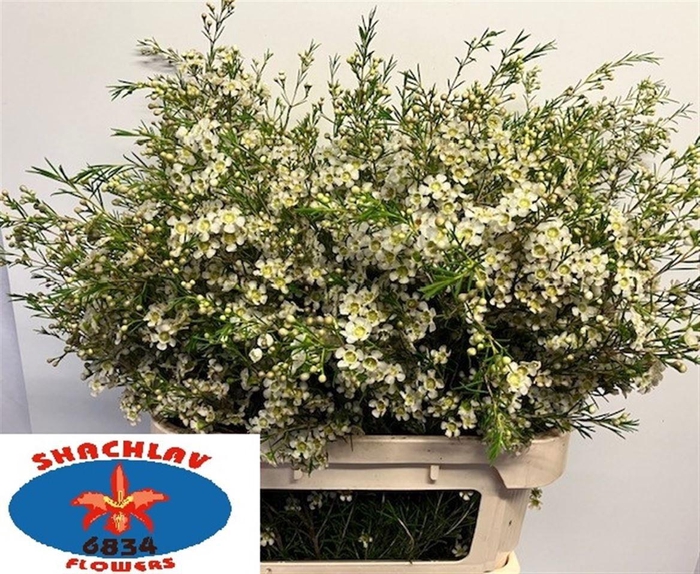 <h4>CHAME UN MAJEST WHIT</h4>