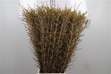 <h4>Forsy I Spectabilis</h4>