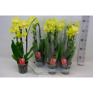 PHAL EL CASCADE
