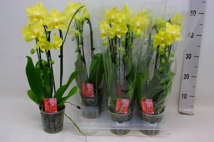 <h4>PHAL EL CASCADE</h4>