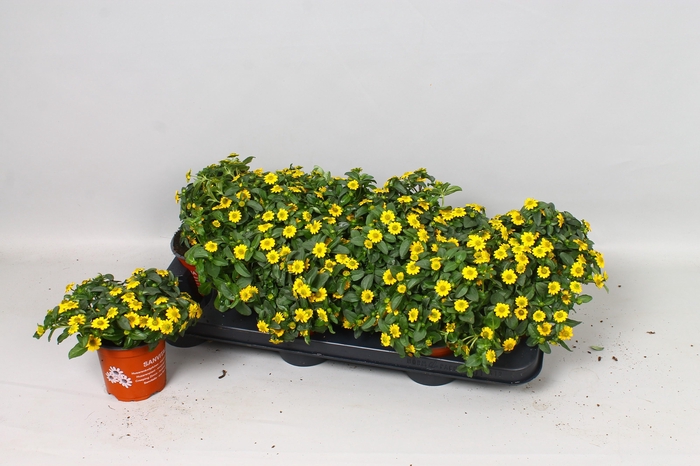 <h4>SANV YELLOW BEAUTY</h4>