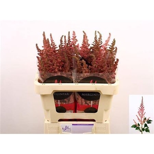 Astil C Vi Pink