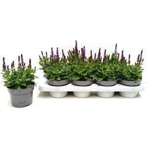 SALVIA NE SE DP BLUE