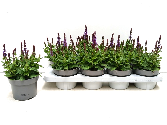 <h4>SALVIA NE SE DP BLUE</h4>
