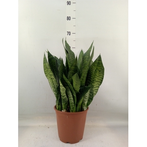 Sansevieria trifa. 'Black Coral'