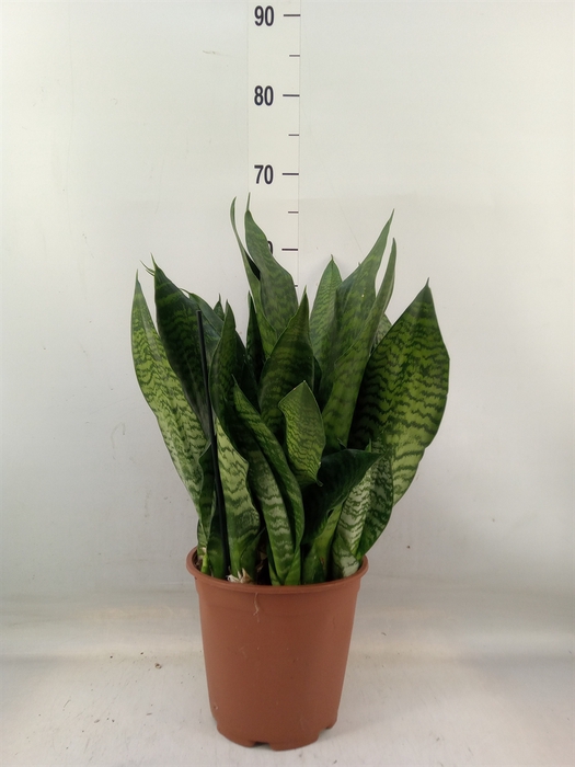 <h4>Sansevieria trifa. 'Black Coral'</h4>