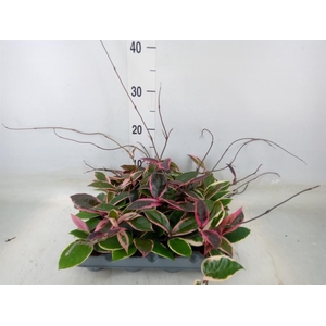 Hoya carnosa 'Floraganza Flamingo'