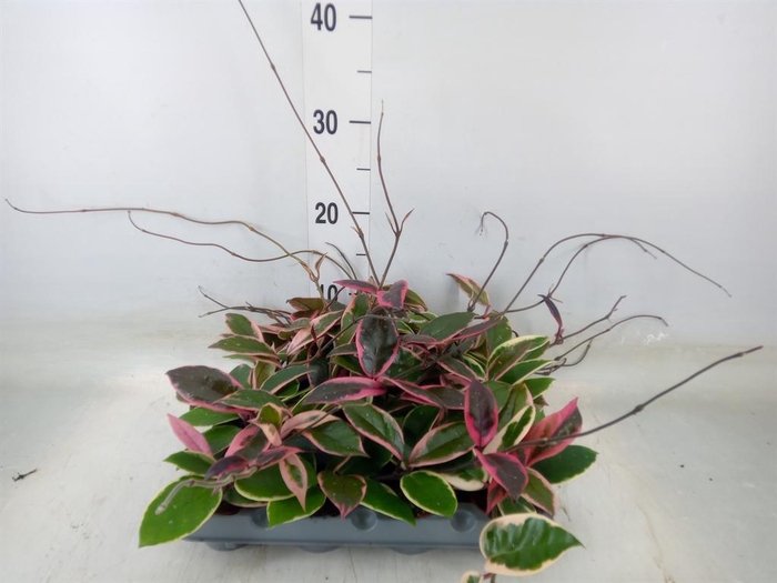 <h4>Hoya carnosa 'Floraganza Flamingo'</h4>
