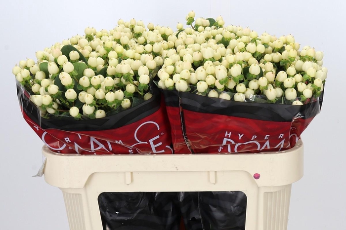 <h4>Hypericum Cool Romance</h4>