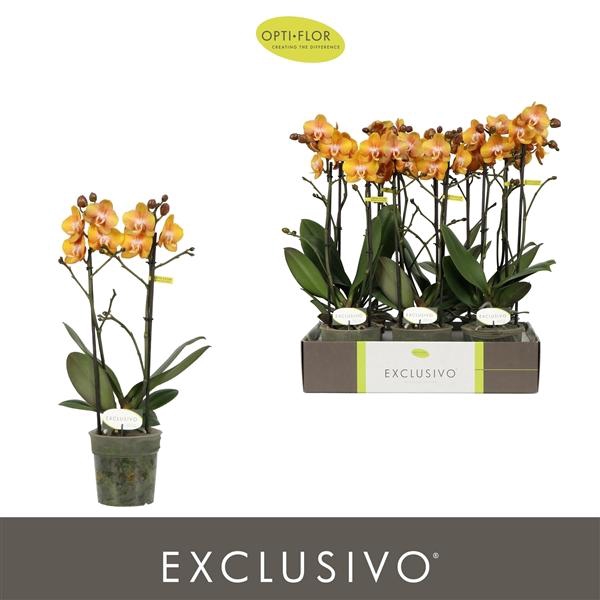 <h4>Phalaenopsis Multifloratypes Anthura Las Vegas</h4>
