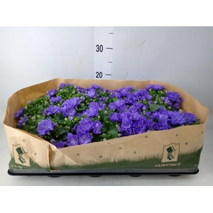 Campanula   ...