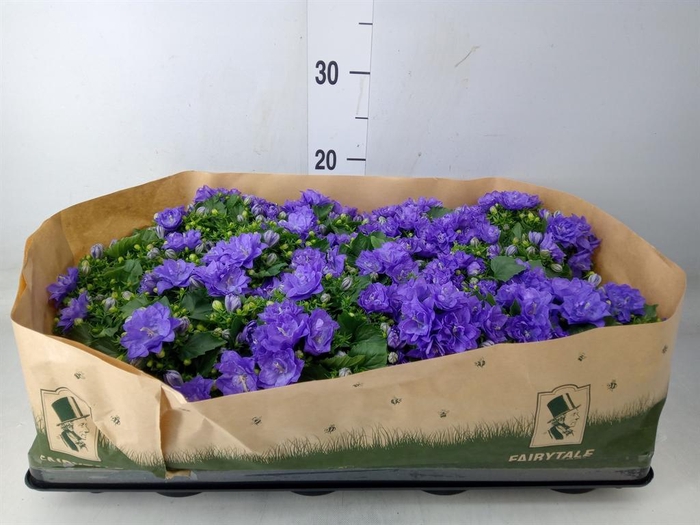 <h4>Campanula   ...</h4>