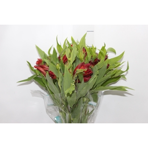 ALSTROEMERIA ANGELINA 080 CM