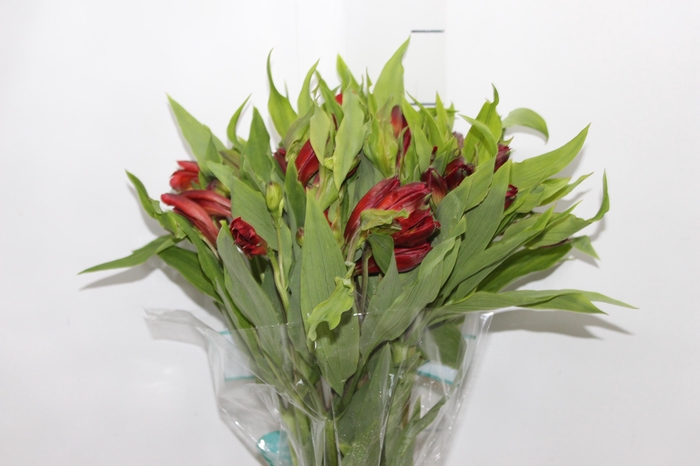 <h4>ALSTROEMERIA ANGELINA 080 CM</h4>