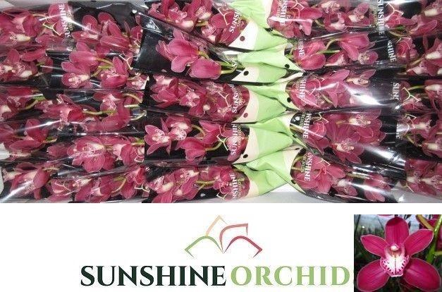 <h4>CYMB MI EARLIFLAME</h4>