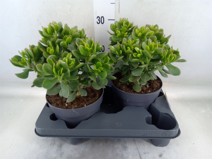 <h4>Crassula  'Minova Magic'</h4>