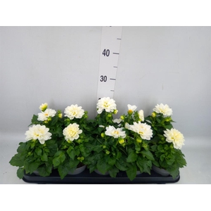 Dahlia  'Decoretta White'