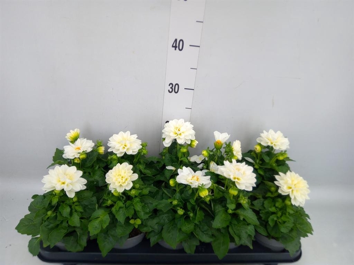 <h4>Dahlia  'Decoretta White'</h4>
