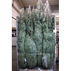 Abies Nordmanniana Gezaagd