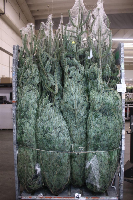 <h4>Abies Nordmanniana Gezaagd</h4>