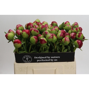 Paeonia Command Performance