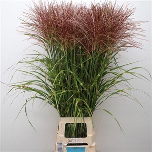 Miscanthus Federweisser
