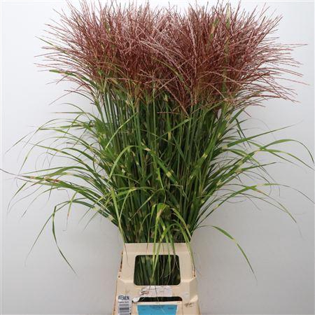 <h4>Miscanthus Federweisser</h4>