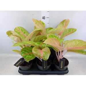 Aglaonema   ...