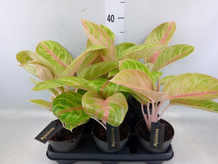 <h4>Aglaonema   ...</h4>