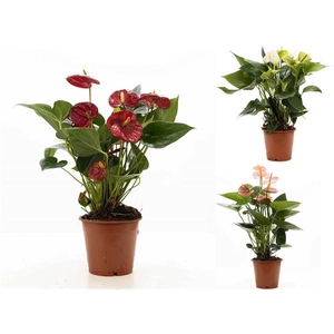 Anthurium mix P&PURE Collection