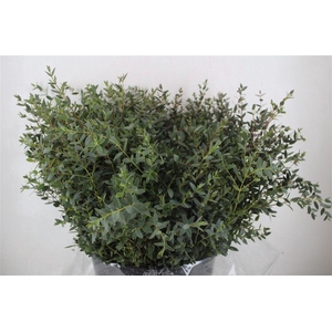 Euca Parvifolia Short 400gr P Bunch