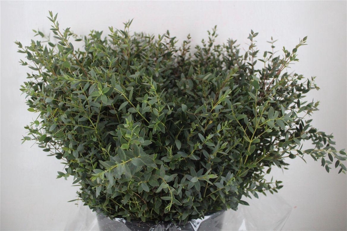 <h4>Euca Parvifolia Short 400gr P Bunch</h4>
