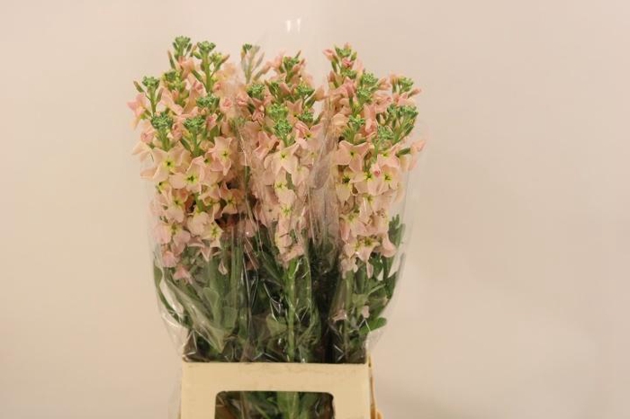 <h4>MATTH IRON APRICOT</h4>