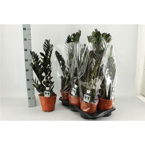 Zamio Raven 3+ Black