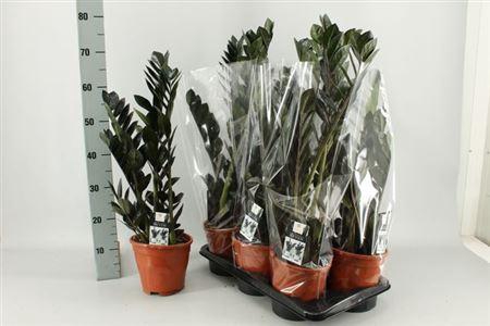 <h4>Zamio Raven 3+ Black</h4>