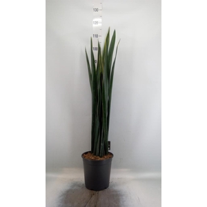 Sansevieria   ...