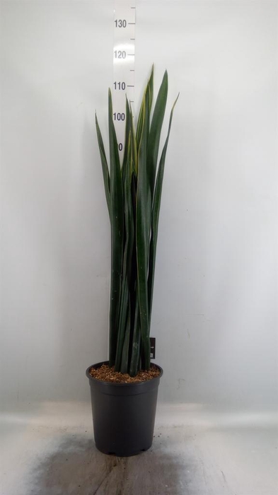 <h4>Sansevieria ...</h4>