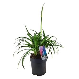 Agapanthus 'Pitchoune White' p17 (PT)