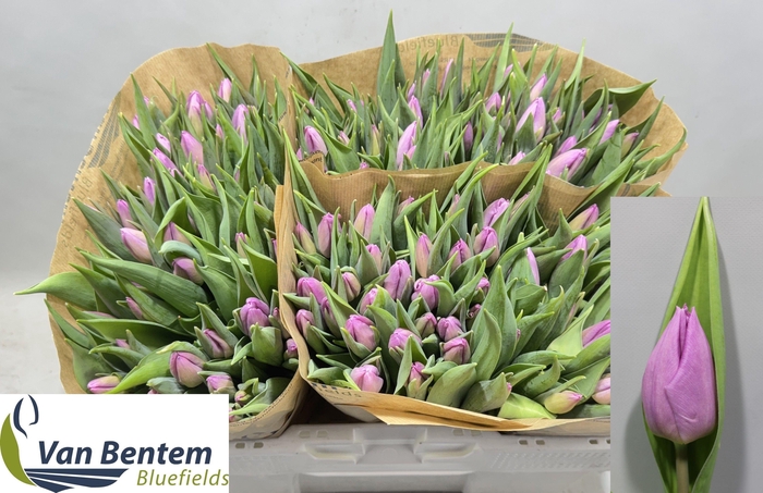 <h4>TU EN CANDY PRINCE</h4>