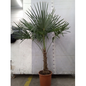 Trachycarpus fortunei