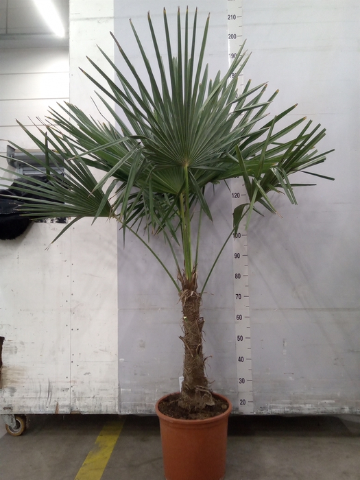 <h4>Trachycarpus fortunei</h4>