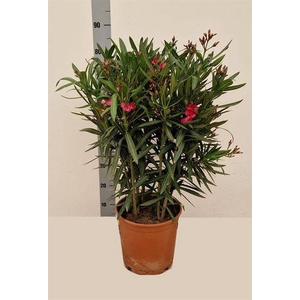 NERI OLEANDER