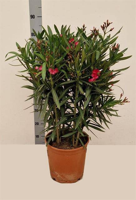 <h4>NERI OLEANDER</h4>