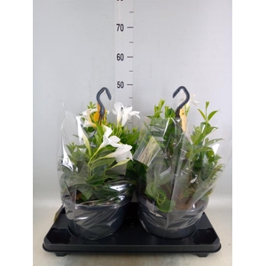 Mandevilla sand. 'SumStar White'