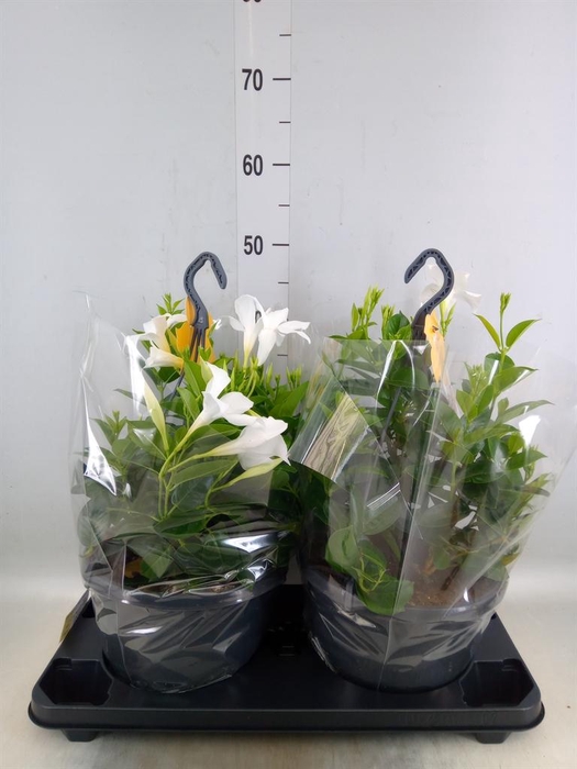 <h4>Mandevilla sand. 'SumStar White'</h4>