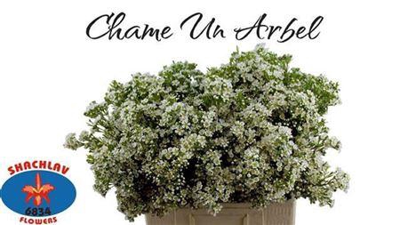 <h4>Chame Un Arbel</h4>